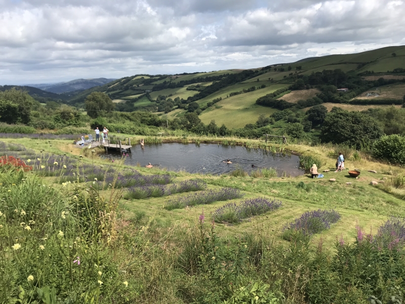 Welsh Lavender